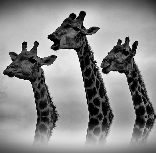 GIRAFES