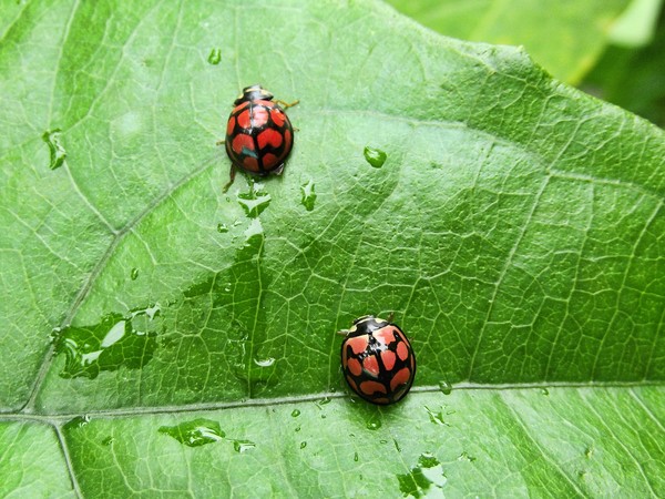 COCCINELLES