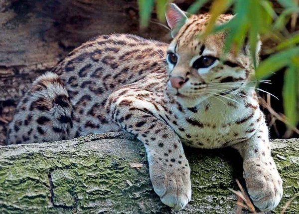 OCELOT