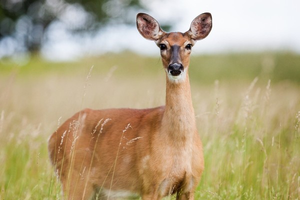 BICHE CERF...