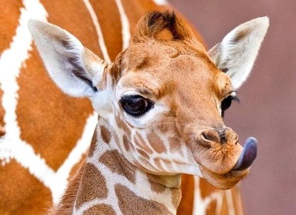 GIRAFE