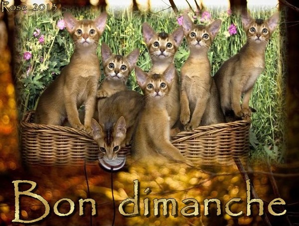 BON DIMANCHE