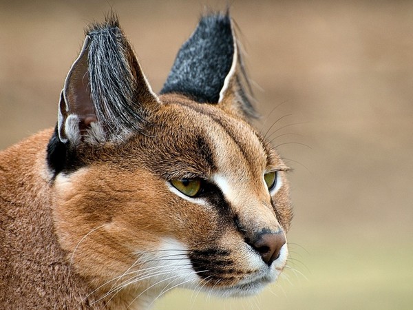 CARACAL