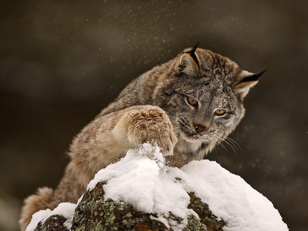 LYNX