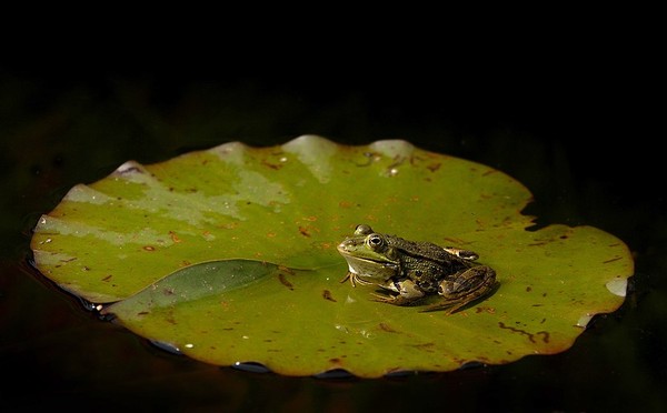 GRENOUILLE