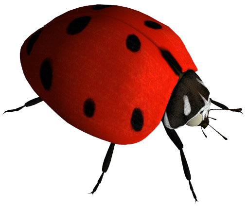 COCCINELLE