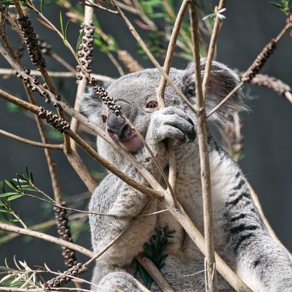 KOALA