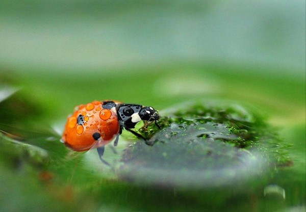 COCCINELLE