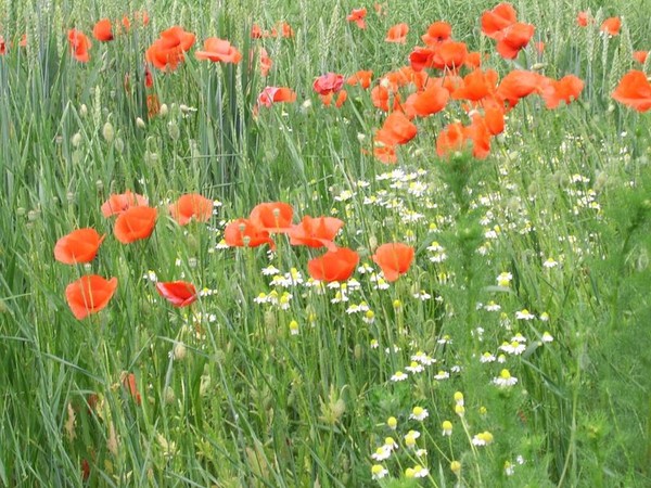 COQUELICOTS