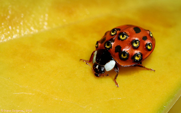 COCCINELLE