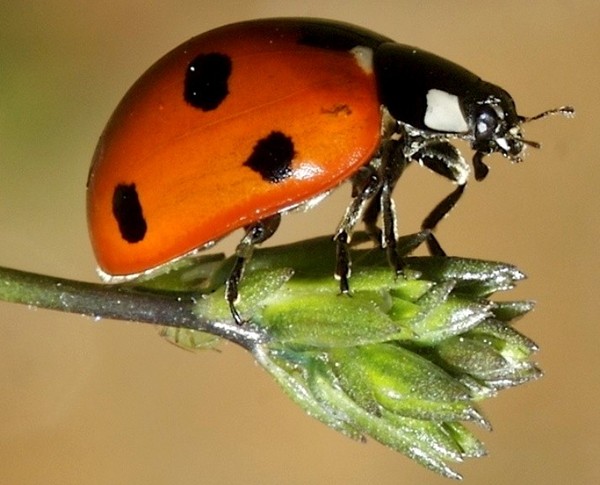 COCCINELLE