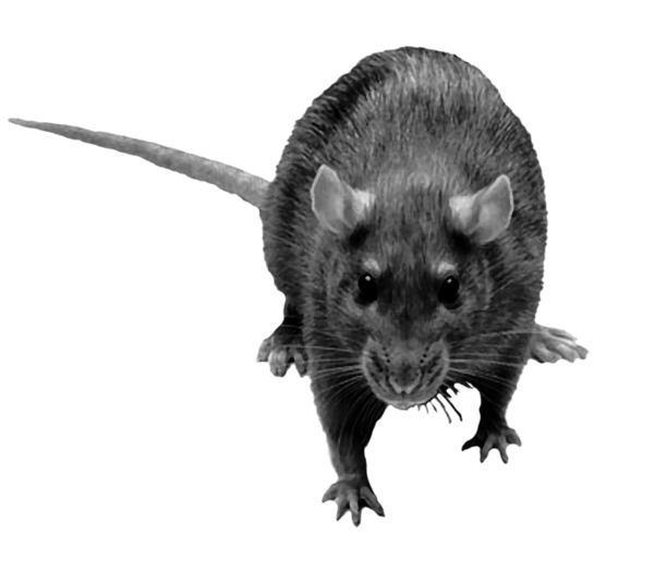 RAT 2