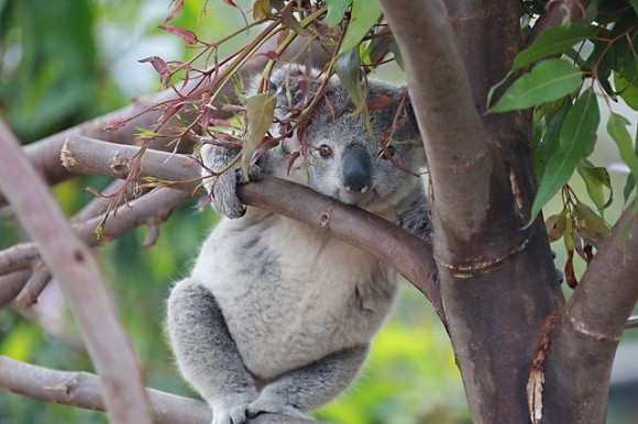 KOALA