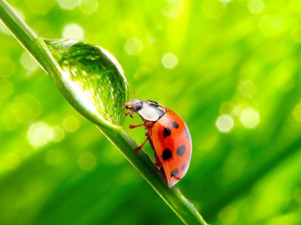 COCCINELLE