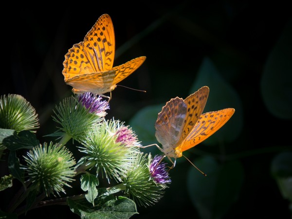 PAPILLONS