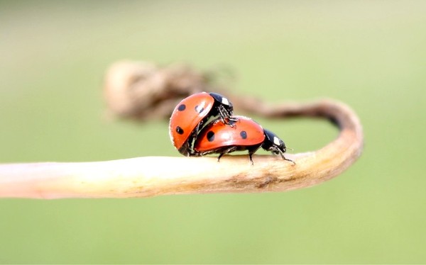 COCCINELLES