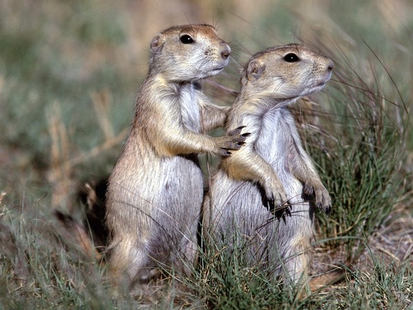 CHIENS DE PRAIRIE