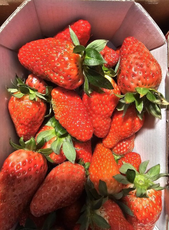 LES FRAISES 2