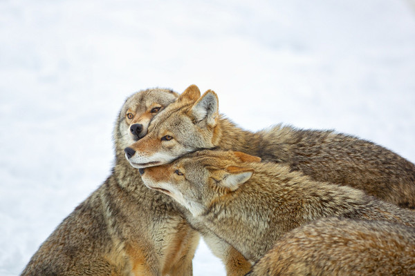 COYOTTES