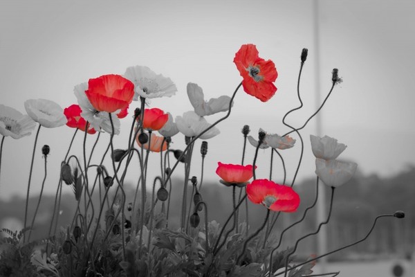 COQUELICOTS