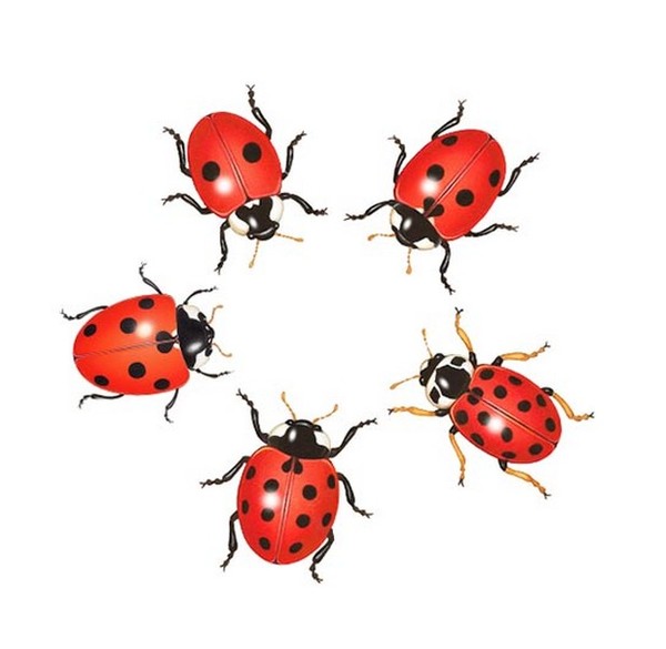 COCCINELLES