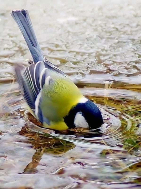 OISEAU 4