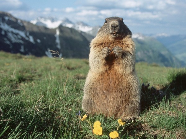 MARMOTTE