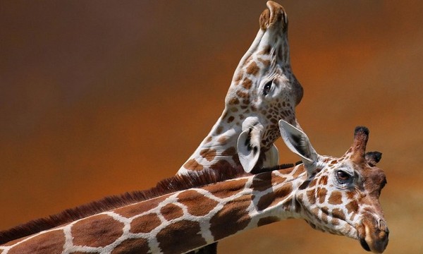 GIRAFES