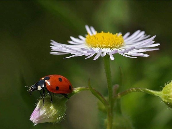 COCCINELLE