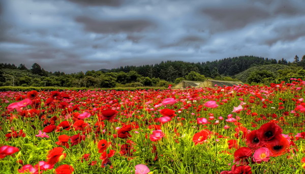 COQUELICOTS