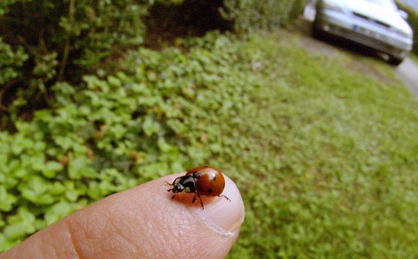 COCCINELLE