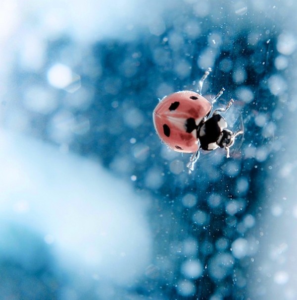 COCCINELLE