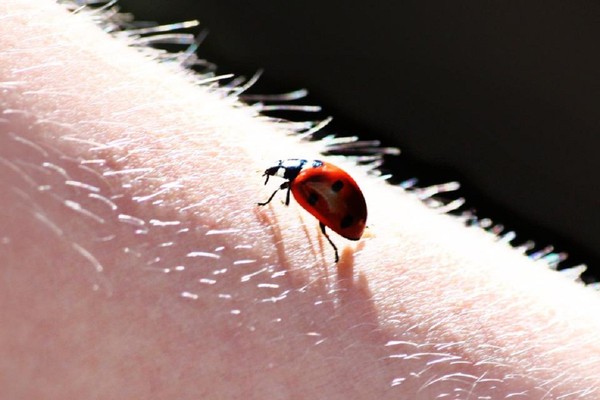 COCCINELLE