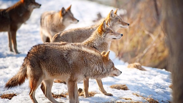 LOUPS