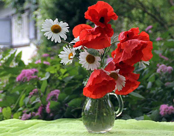 COQUELICOTS