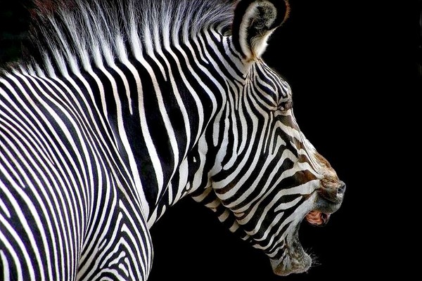 ZEBRE