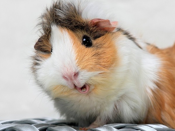 HAMSTER