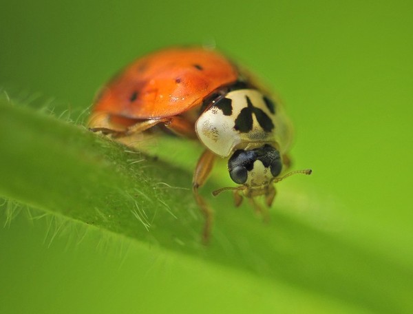 COCCINELLE