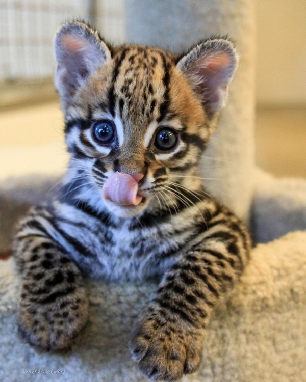 OCELOT