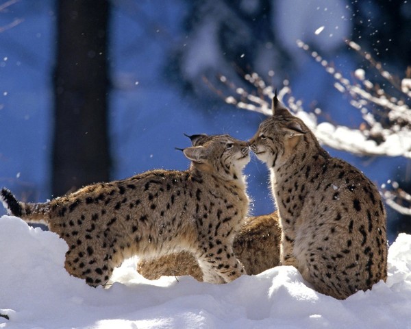 LYNX