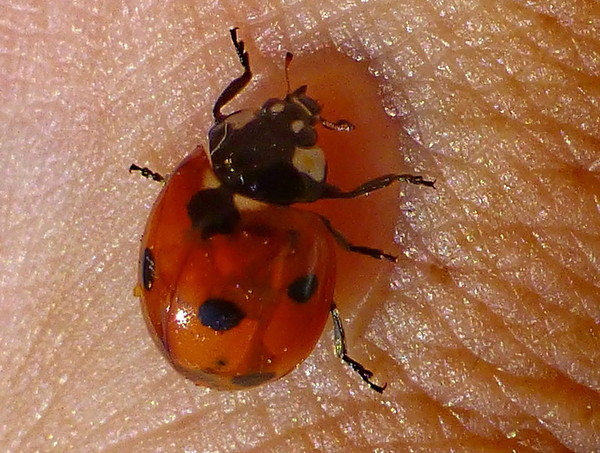 COCCINELLE 2