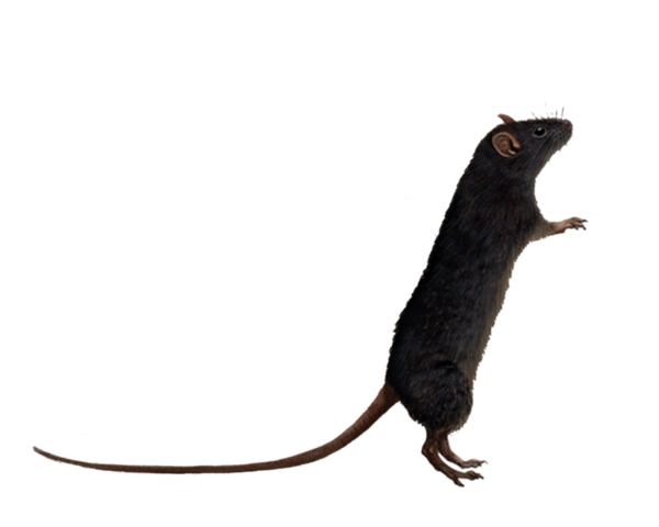 RAT