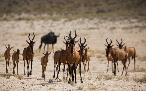 ANTILOPES