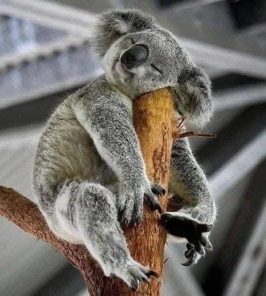 KOALA