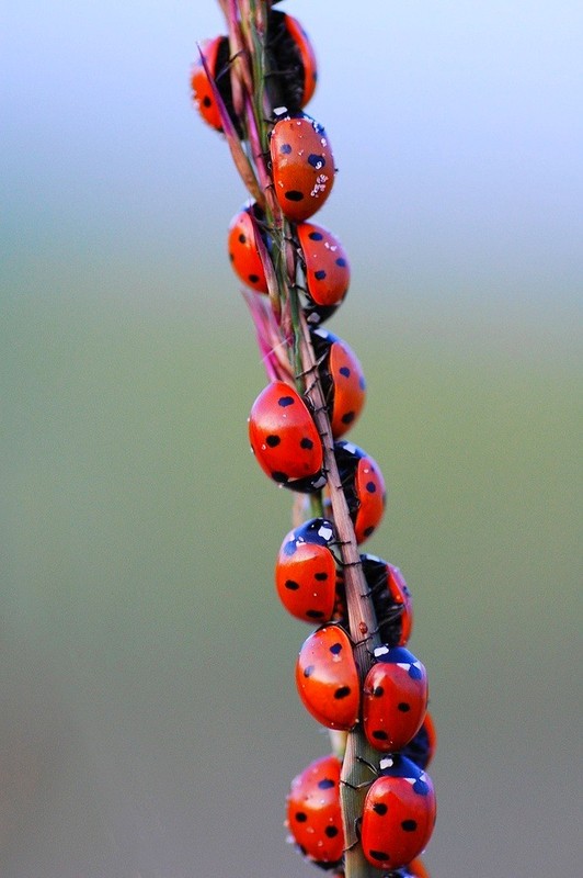 COCCINELLES