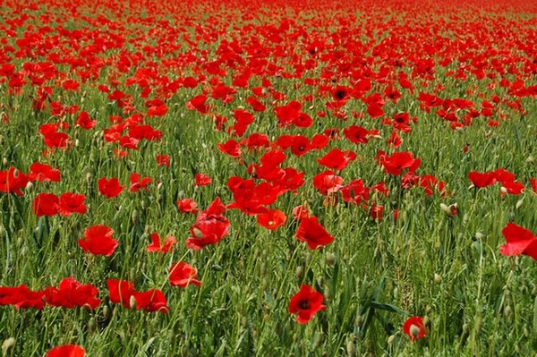 COQUELICOTS