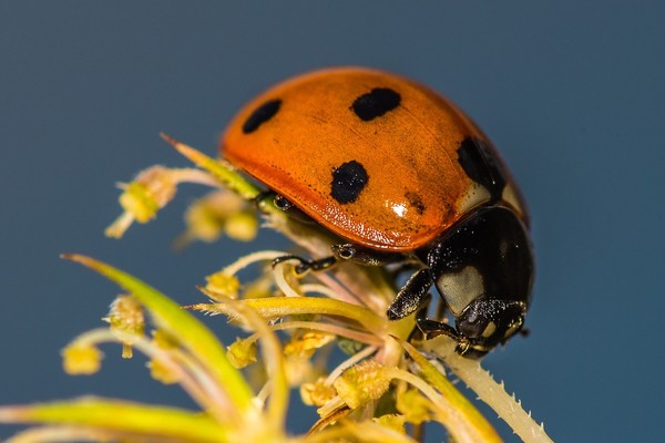 COCCINELLE 2