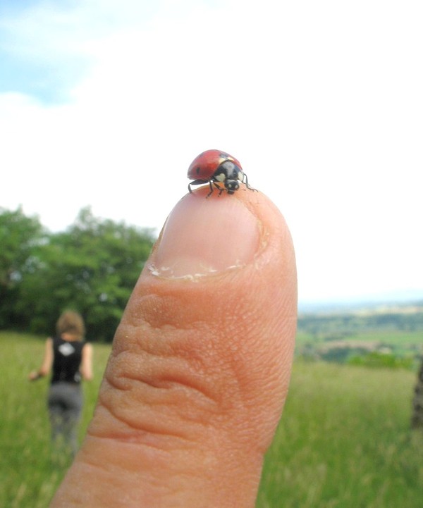 COCCINELLE