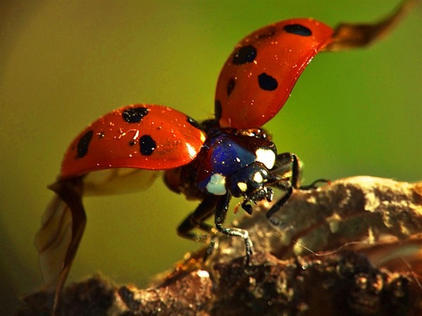 COCCINELLE