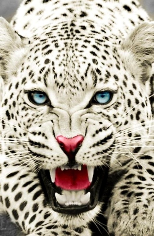 LEOPARD